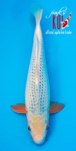 39